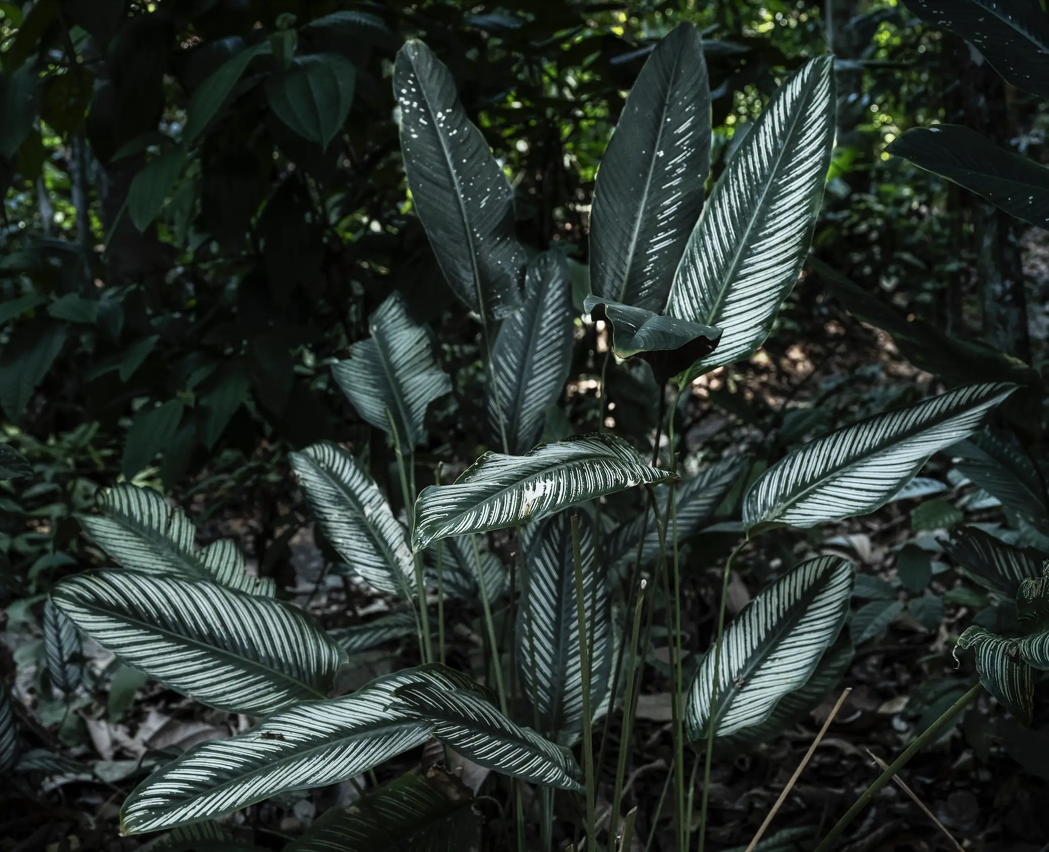 Superflora. Tropicalia. Marcio Vilela