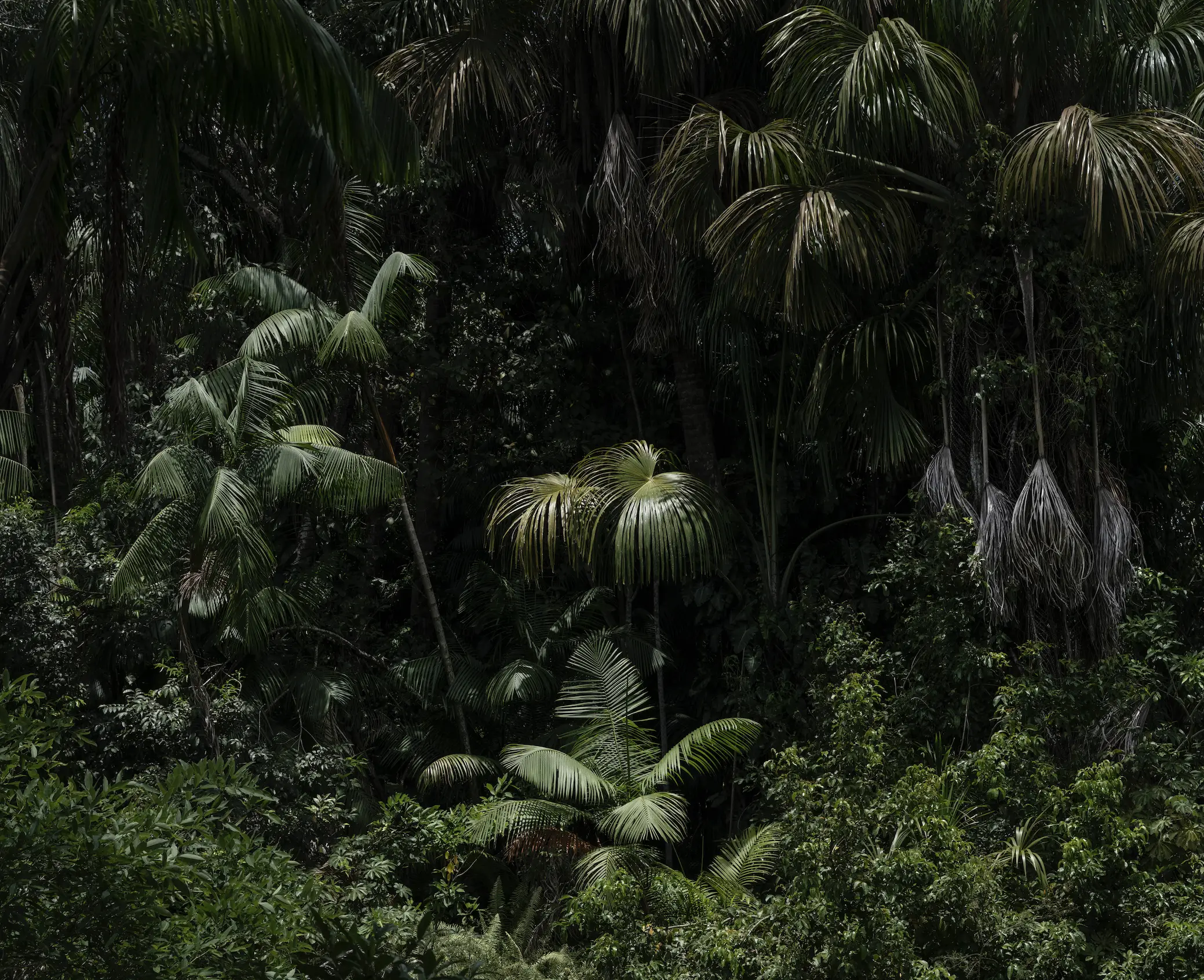 Superflora. Tropicalia. Marcio Vilela
