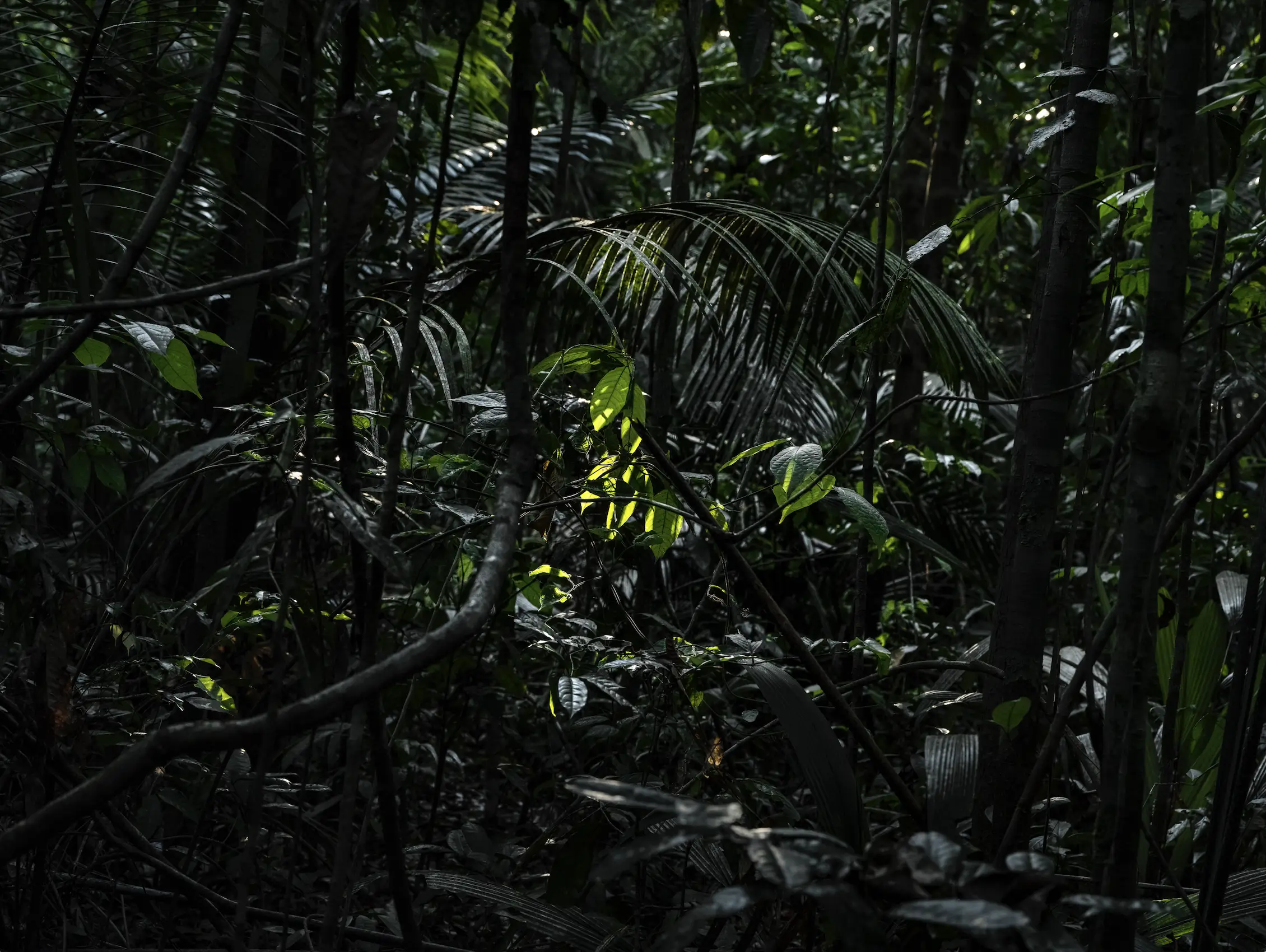 Superflora. Tropicalia. Marcio Vilela